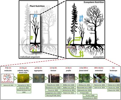 Editorial: Changes in Forest Ecosystem Nutrition